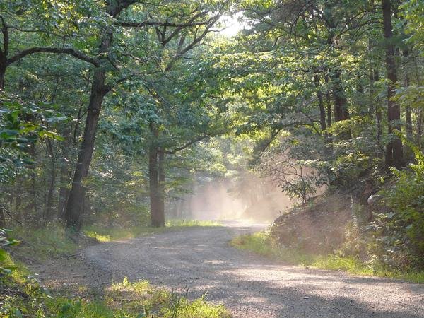 Sunlight and drifting dust on a gravel road through the woods