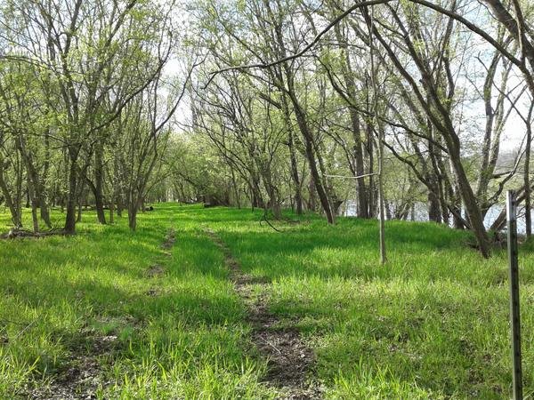 A green meadow with a mown path under bare-limbed trees