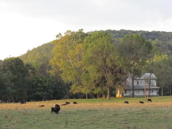 A farmhouse and grazing cattle in golden evening light below the mountain