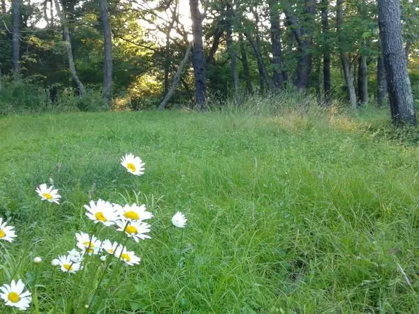 White daisies in a green meadow at the edge of the woods