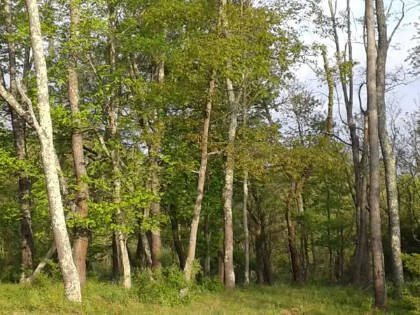 On the Property, photo 13 of 43