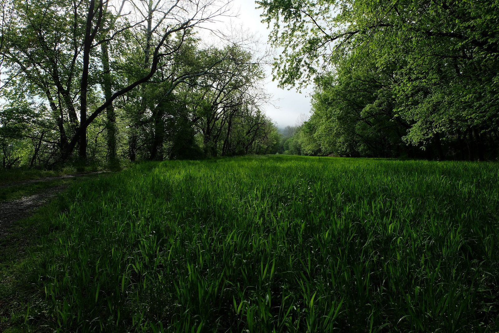 A lush green flood plain bordered by forest.