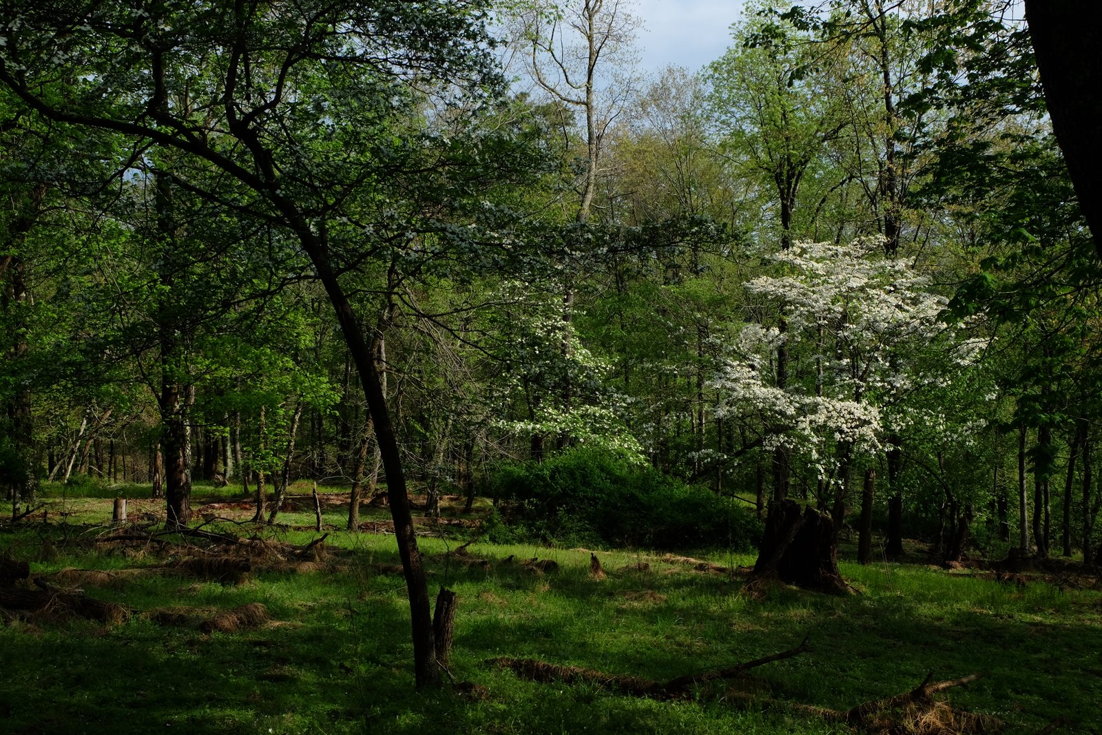 Dogwood trees blooming white in the spring forest.