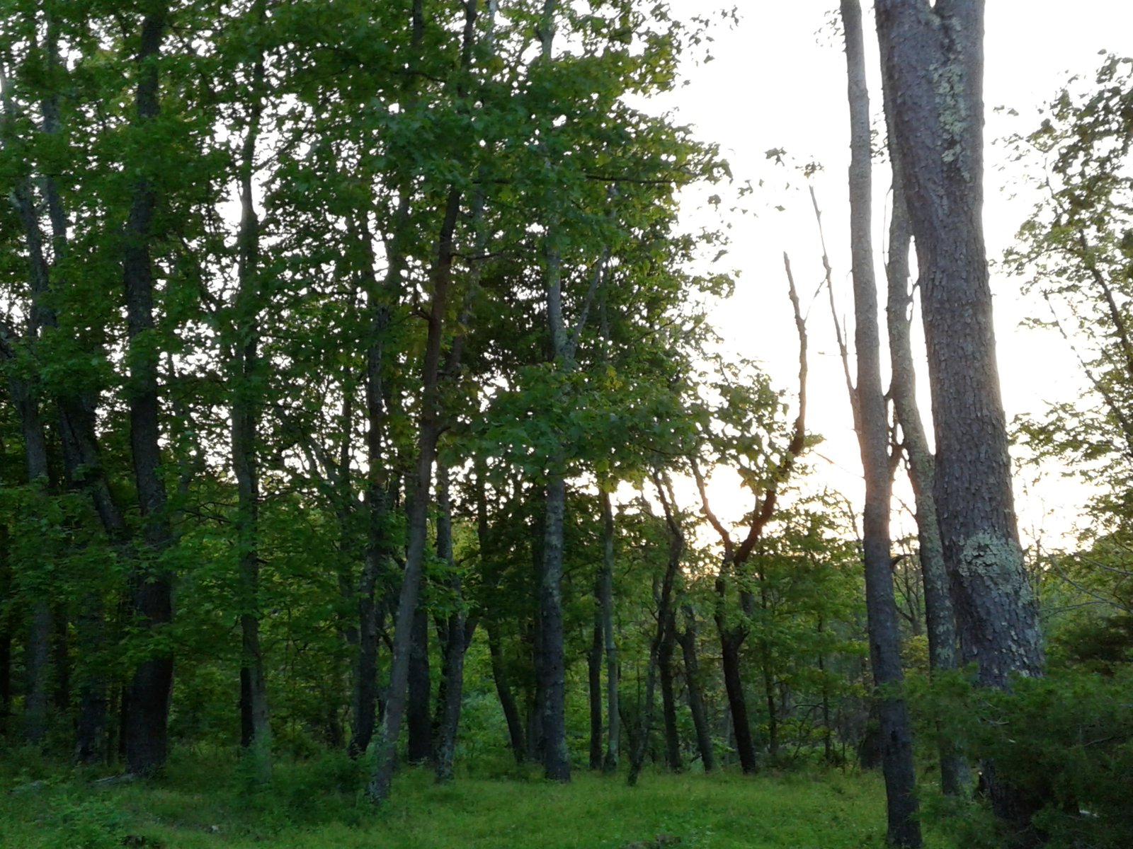 Sunset light through the summer forest canopy.