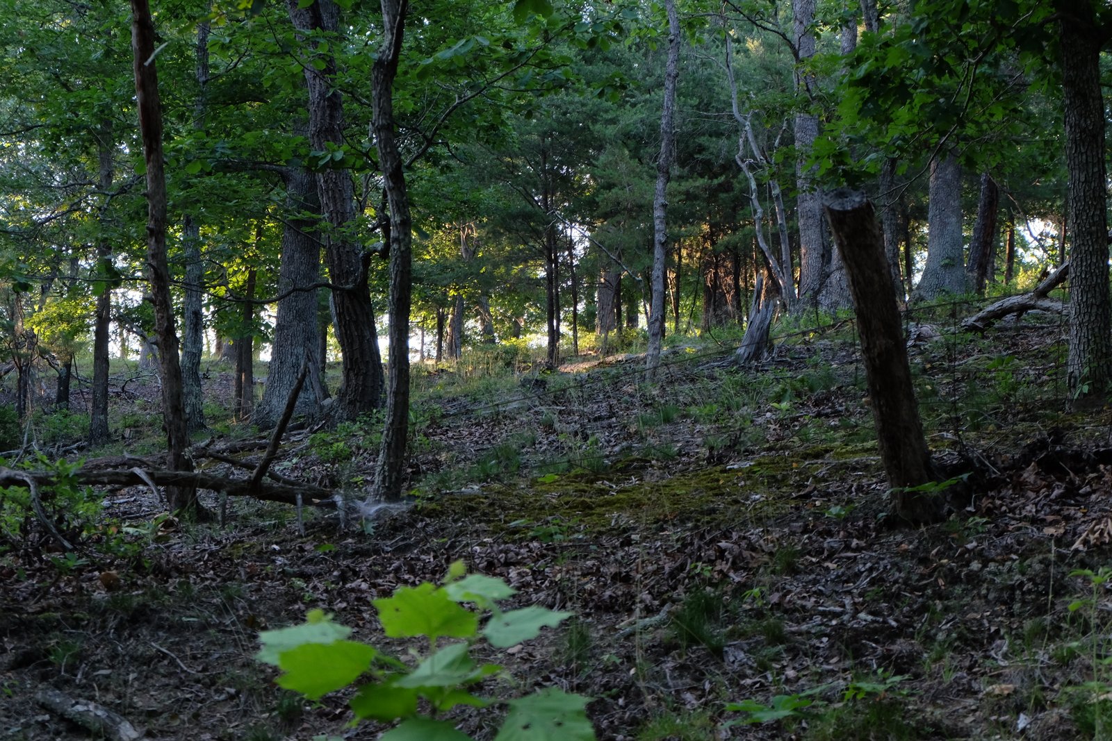 A grassy clearing in the forest at golden hour.
