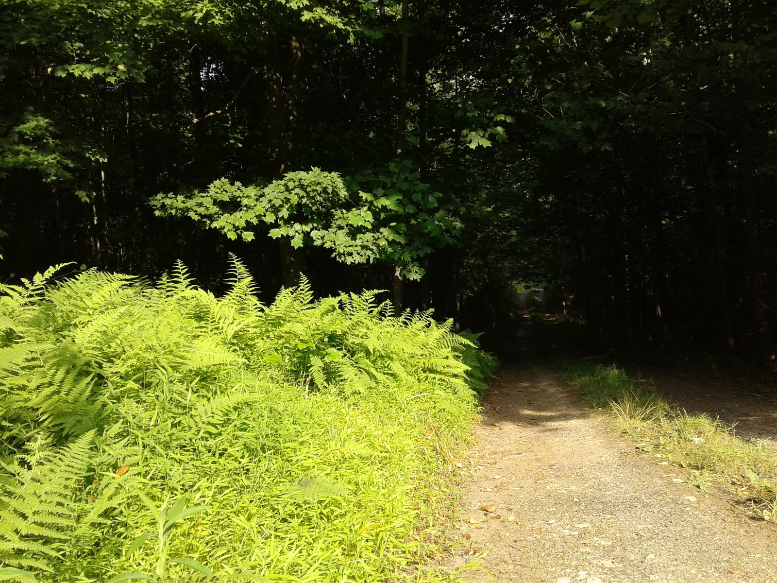 A summer forest scene on the property.