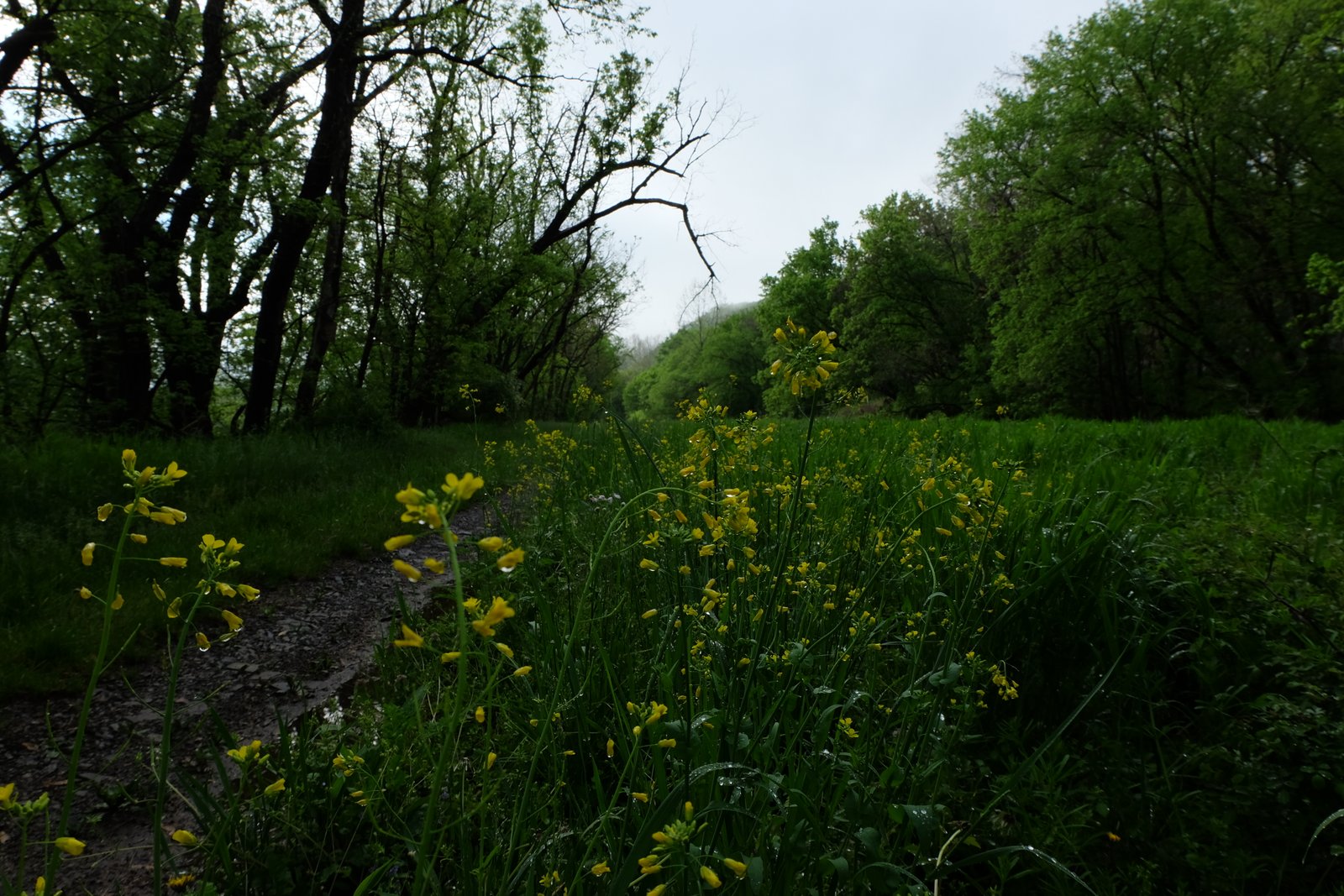Yellow wildflowers along a forest path in the rain.
