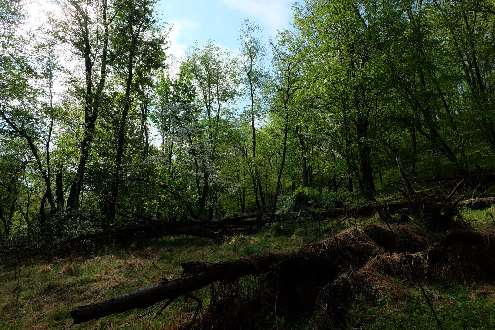 A lush spring forest scene on the property.