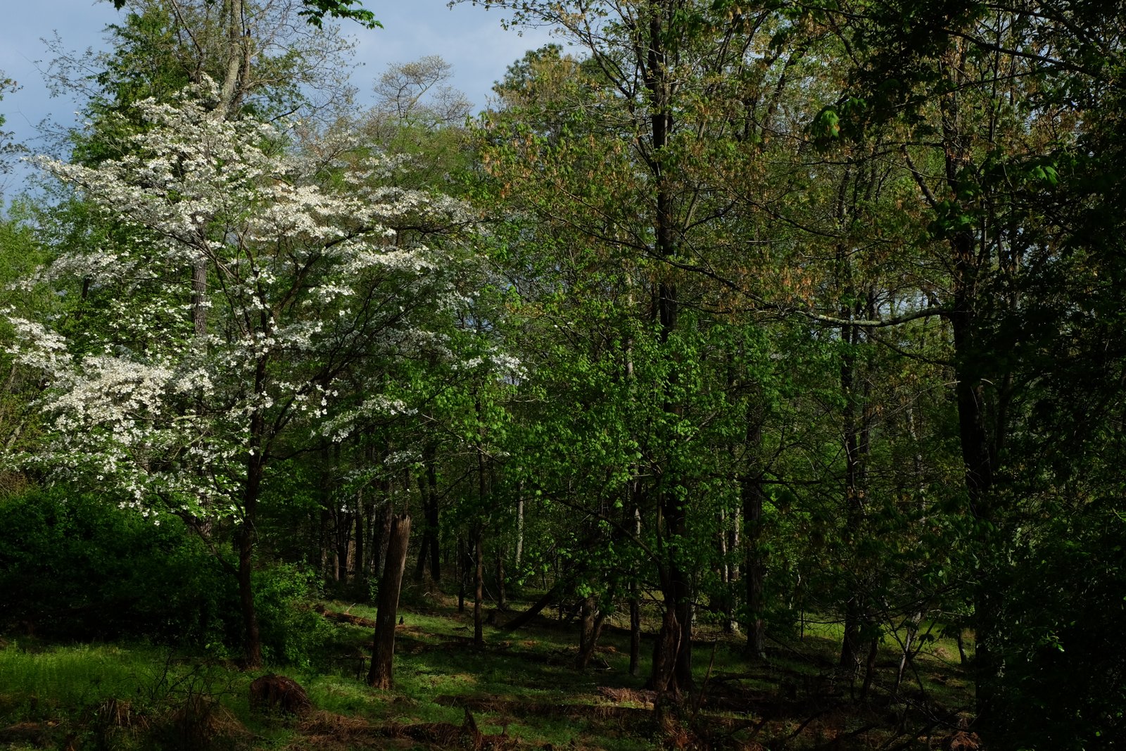 Wildflowers blooming in the spring forest.