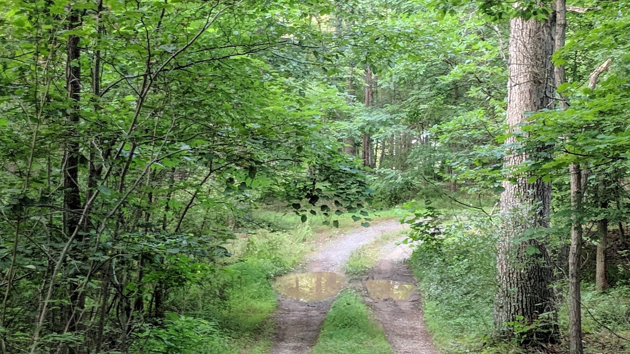 The river valley in summer.