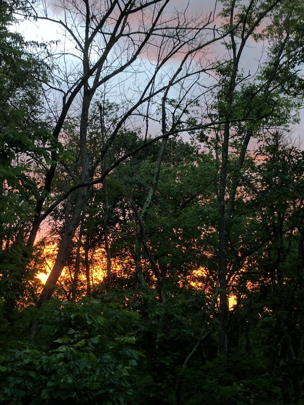 The forest near the studio barn in early summer.