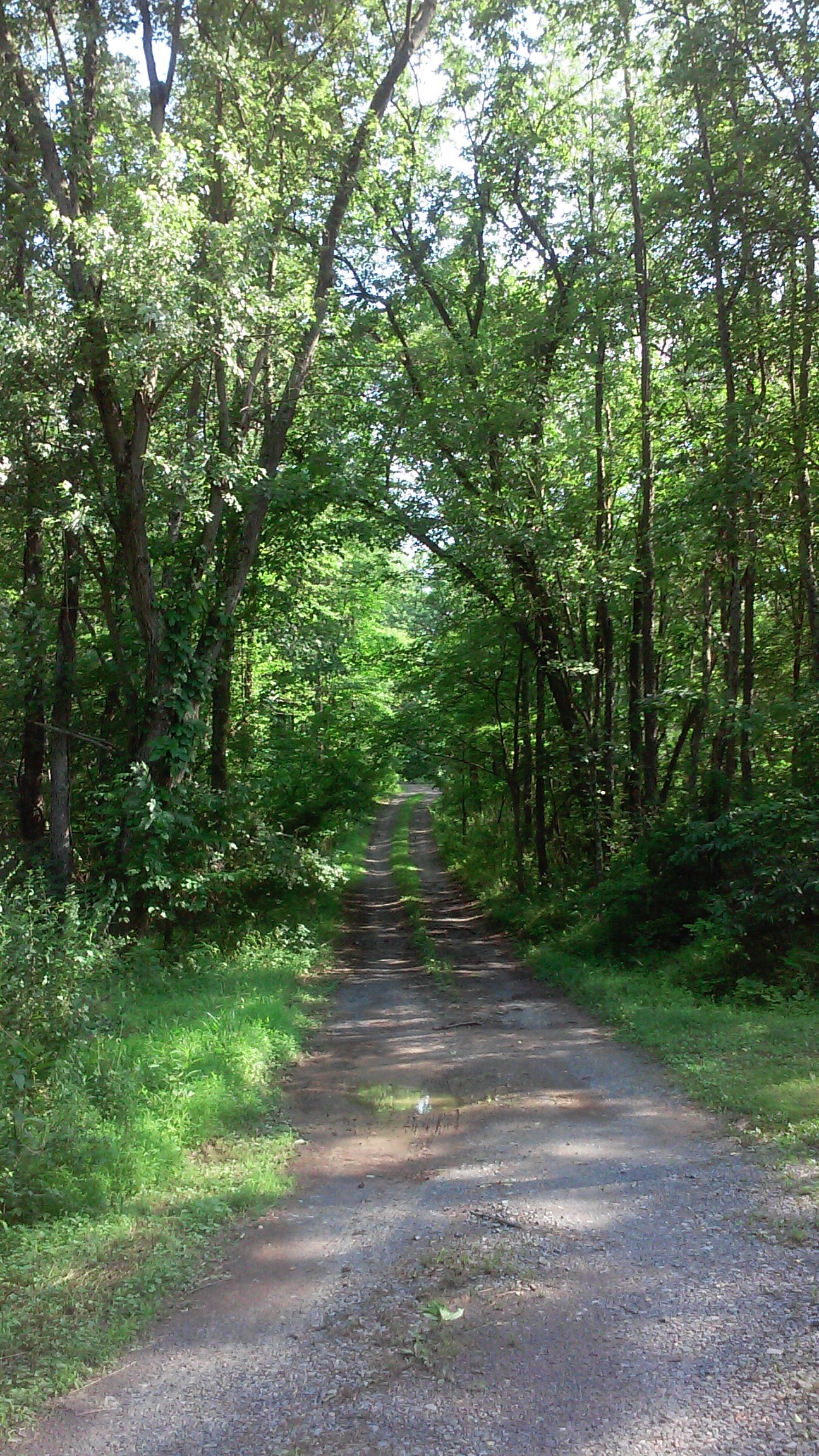 A summer forest scene on the property.