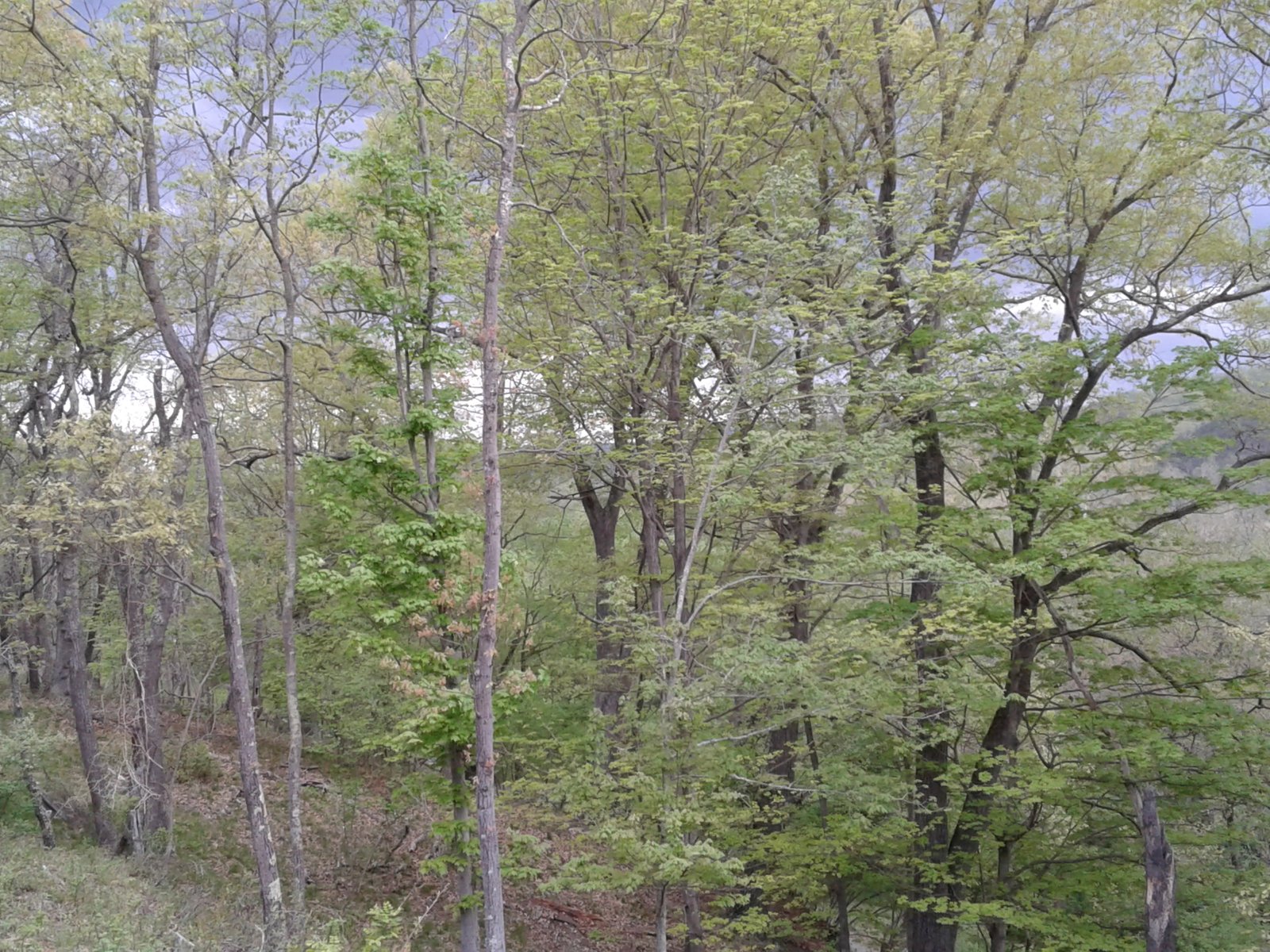 New growth in the forest understory.