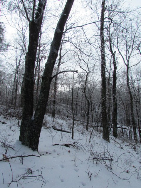 A snow-covered stream winding through the woods.