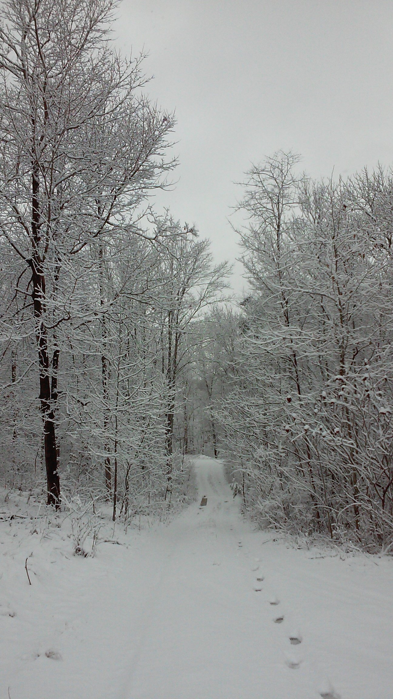 Heavy snow on the trees along a forest path.
