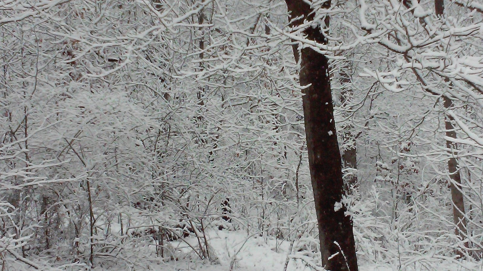 A snowy tree trunk among frosted branches.