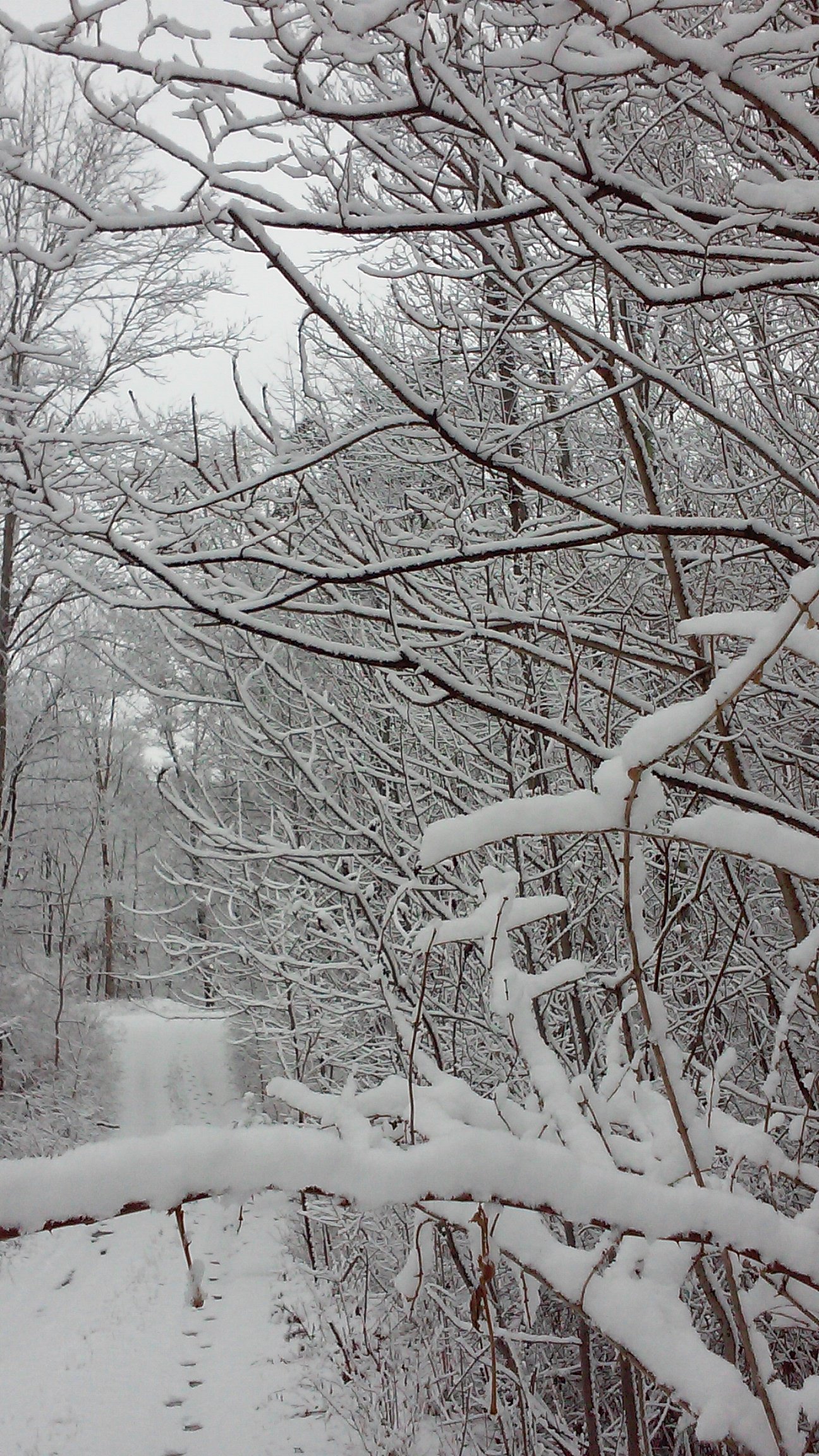 A snow-covered path disappearing into the trees.