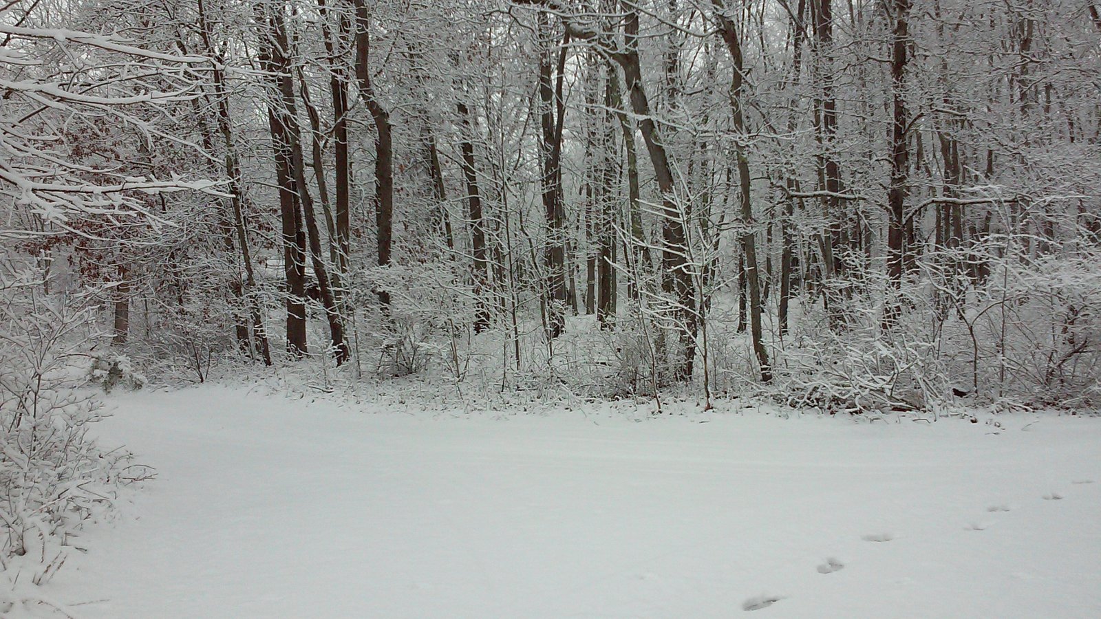 A snow-covered forest hollow.