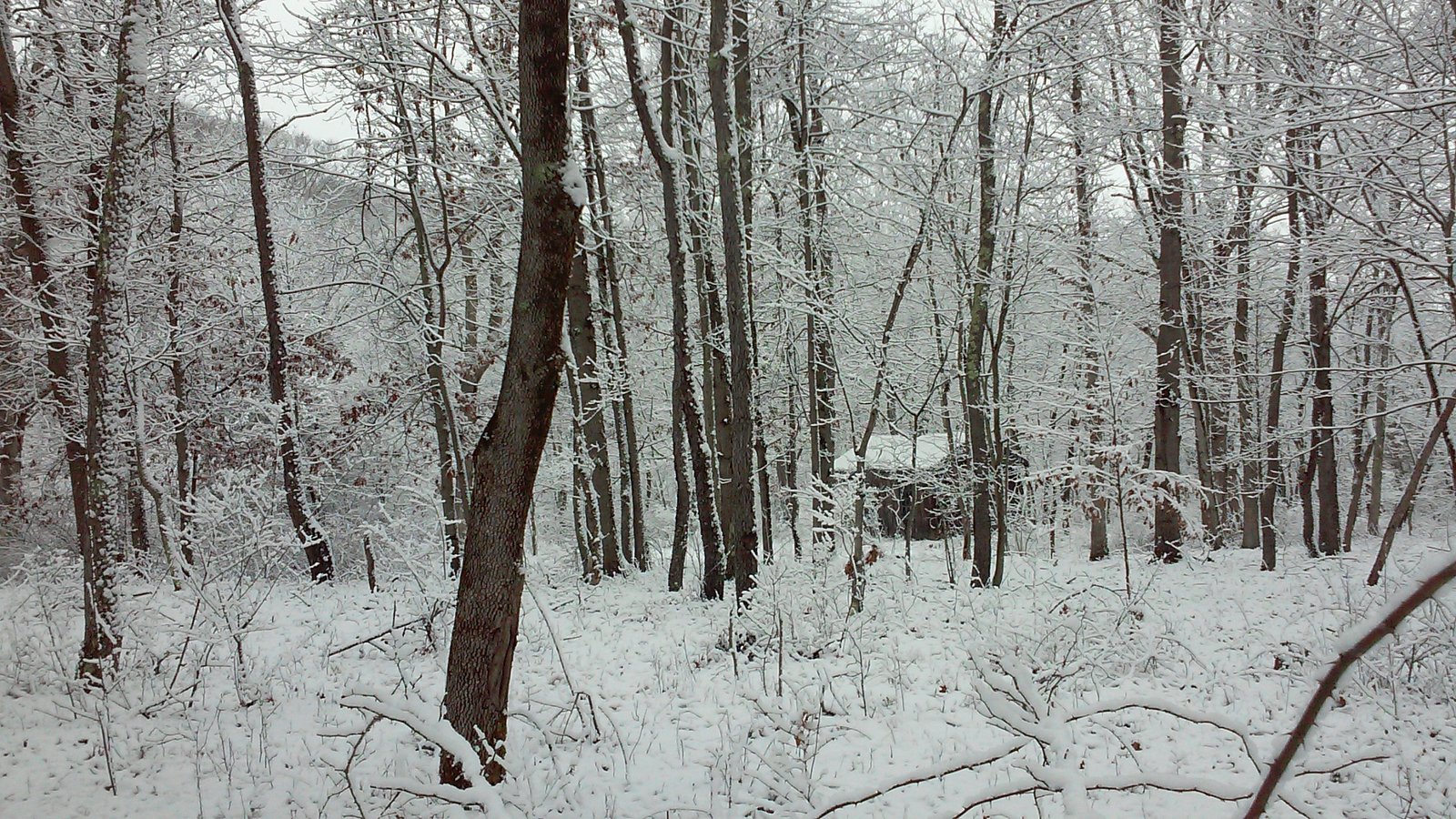 A snow-covered forest path.