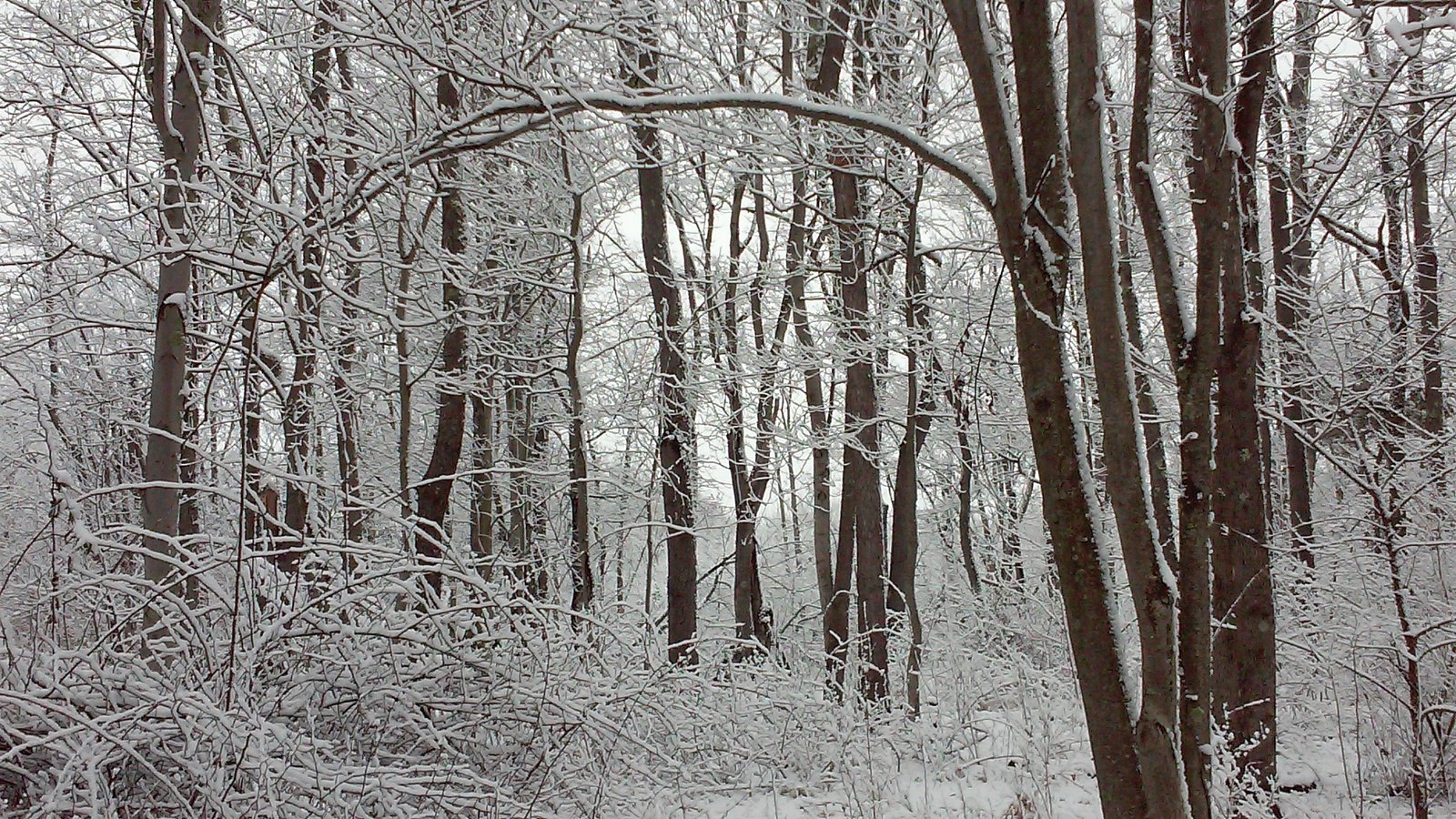 A snowy tree line along the ridge.