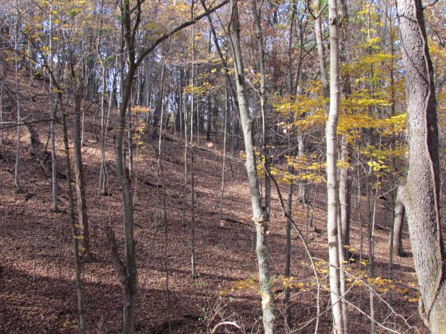 A hillside covered in fallen October leaves.